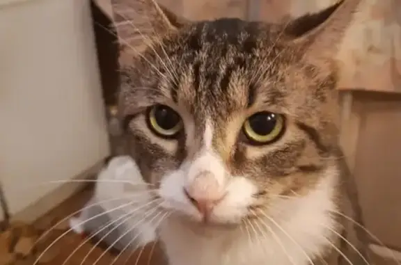 Кошки потеряшки, Санкт-Петербург, фото: Потеряшка кошка в Санкт-Петербурге.