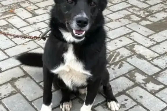 Пропала собака Роки в поселке Борисково