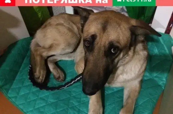 Найдена собака на Мытищинском железнодорожном мосту