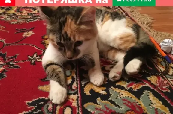 Найден трехцветный котенок на ул. Калинина, 123