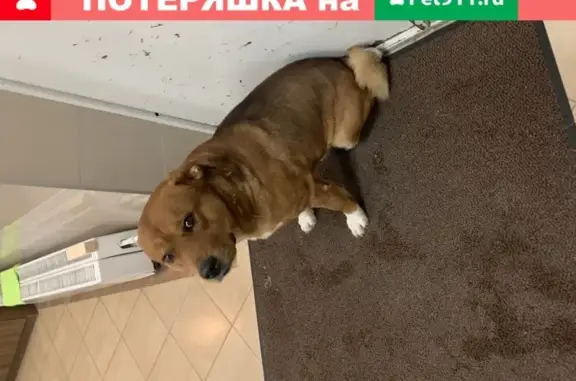 Найдена воспитанная собака в Тюмени