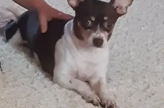 Собаки потеряшки, Астрахань, фото: Потеряшка чихуа-хуа в Ильинке, Астраханская область