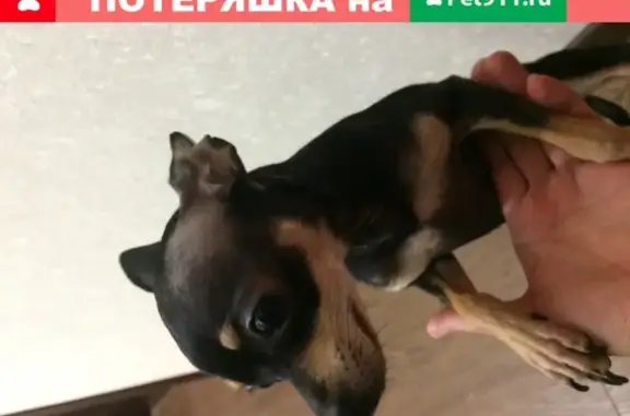 Собака найдена на Куликовской, 1А (Иркутск)