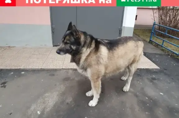 Найдена старая собака на ул. Адмирала Лазарева, Москва