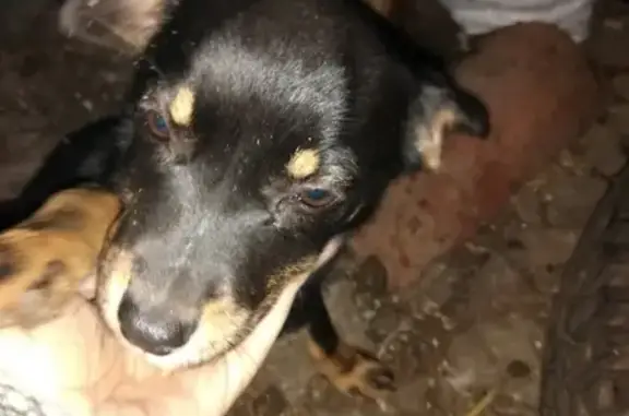 Найдена маленькая собачка в Сакском р-не, Крым