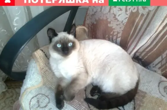 Пропала кошка Макс в Барнауле