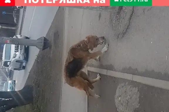 Бродячий пес в районе Стройгородок, Ростов-на-Дону