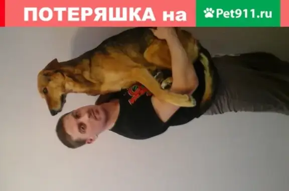 Пропала собака Дива в Краснинском районе, вознаграждение.