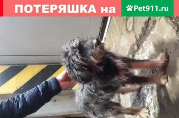 Найдена собака в депо Апрелевка на Февральской улице