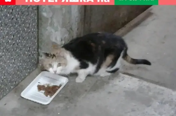 Трехцветная кошка на улице Костюшко, 68