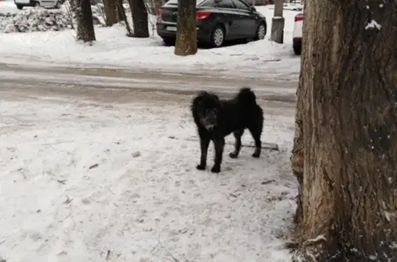 Найден пёс на ул. Мира/ул. Пацаева, Пенза