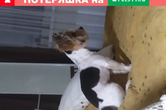 Пропала собака Йорк бивер в Дмитрове.