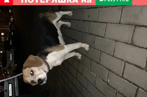 Собака Бигль-девочка найдена в Калининграде на Красносельской.