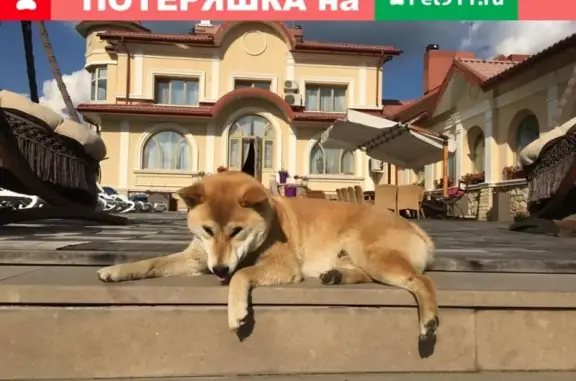 Пропала собака в Ногинском районе, деревня Гаврилово, вознаграждение!