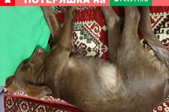 Найдена собака на трассе Анапа-Аэропорт Витязево