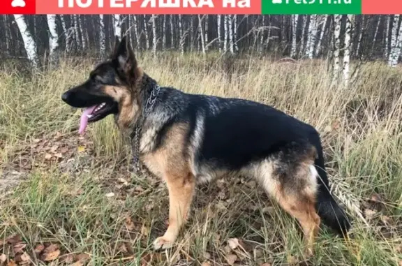 Собаки потеряшки, Москва, фото: Потеряшка собака Руна в Дмитровском районе