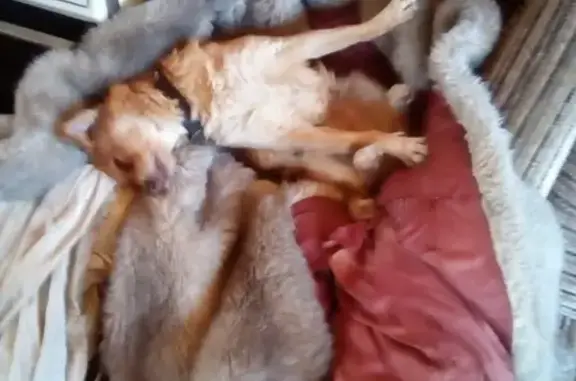 Собаки потеряшки, Нижний Новгород, фото: Потеряшка собака Бася в Нижнем Новгороде