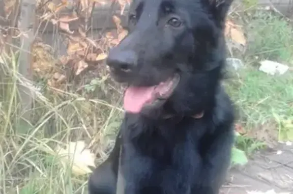Пропала собака на пересечении Новосёлов и дальневосточного проспекта, Большая чёрная восточноевропейская овчарка, 7 месяцев.