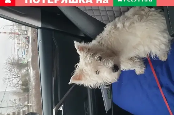 Пропала собака белого цвета по адресу деревня Новая, Ярославская область