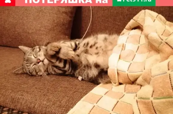 Найден кот в Останкино, Москва.