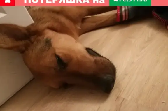 Собака найдена в Казани на проезде Юнуса Ахметзянова 10.