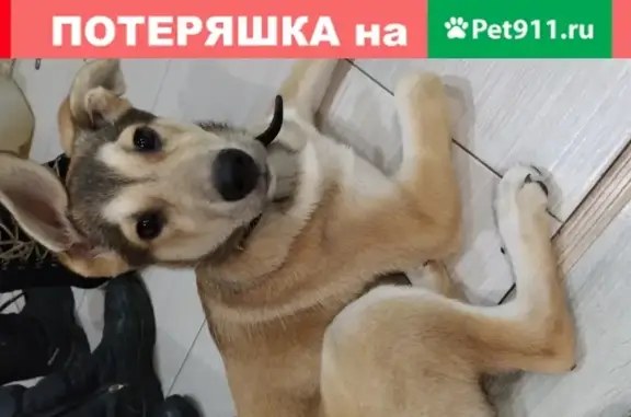 Пропала собака на проспекте Космонавтов
