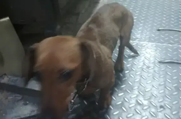 Собака Такса с поводом найдена в Барнауле, район церкви.