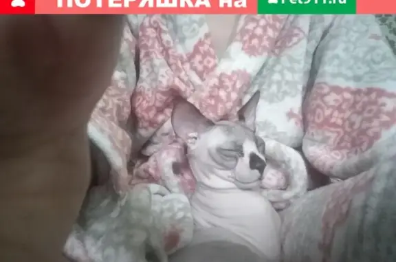 Пропала кошка Донской сфинкс в Ростове-на-Дону