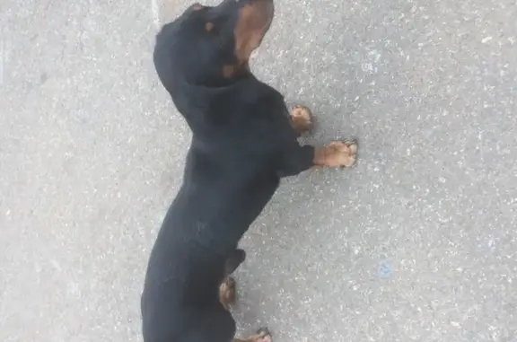 Пропала собака Мальчик в Армавире, шрам на подбородке
