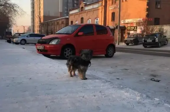Найдена собака на перекрёстке Костюшко-Григоровича Богомякого