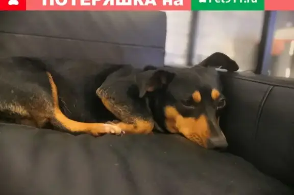 Найдена собака на ЧМР в Краснодаре.