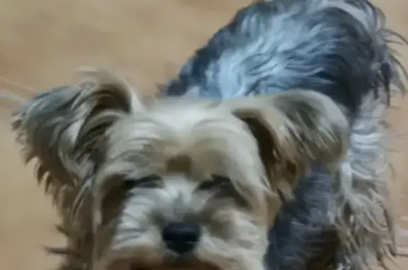Пропала собака Ларри в Таганроге