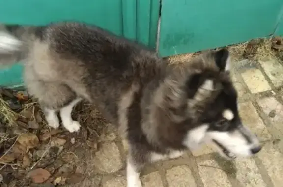 Найдена собака Хаски в Красноармейском районе