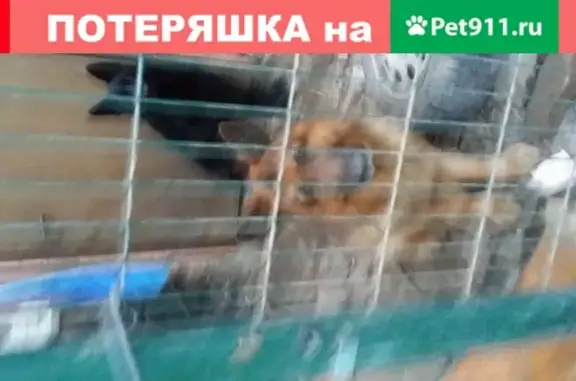 Найдены овчарки в Калининграде убийцы собак