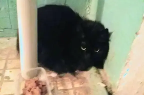 Найден черный котик в Калуге, ул. Большевиков, д.3