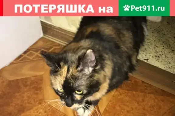 Найдена кошка на Солнечногорском проезде, дом 5 кор1.