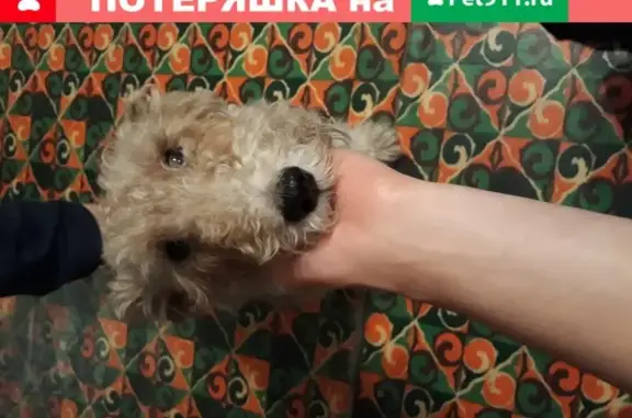 Найдена собака в ТЦ Доминго, Новокузнецк, ул. Рудокопровая, 22