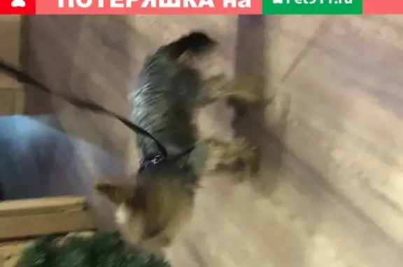 Найдена собака в Симферополе без клейма