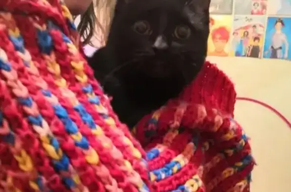 Найдена черная кошка с белым пятнышком в Казани