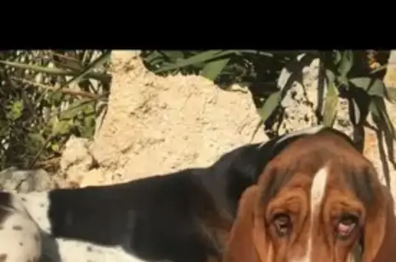 Пропала клубная собака в Евпатории, помогите найти!