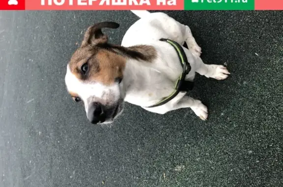 Пропала собака на Шипиловской улице, Москва