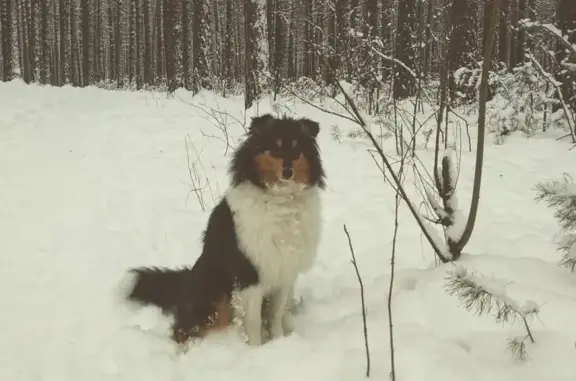 Пропала собака Колли в Новосибирске, Нижняя Ельцовка, Лесосечная улица, 2