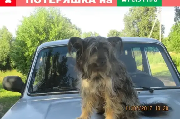 Пропала собака Метис китайской хохлатой в Калужской области