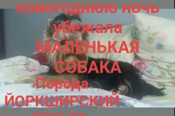 Потерянные животные Сургут, фото: Пропала собака в Сургуте: Йоркширский терьер в серебристо-белом комбинезоне