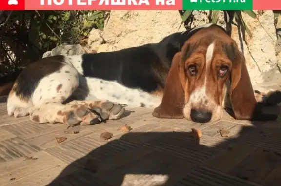 Пропала собака в Евпатории, помогите найти!