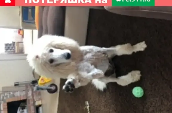 Пропала белая собака в селе Дружино, Омский район