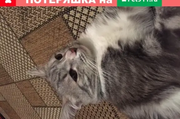 Найден серый котик в поселке Внуково, Москва