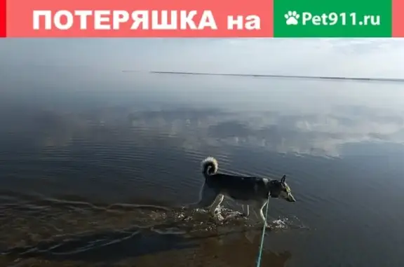 Пропала собака Лайка в деревне Старая Пристань, ул. Лагерная, 2.