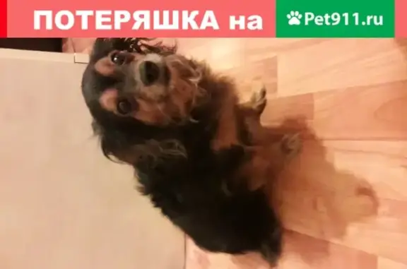 Собаки потеряшки, Анапа, фото: Потеряшка собака Той-терьер в Анапе, Краснодарский край.