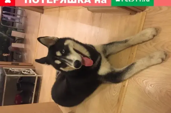 Найдена собака Хаски в Калининграде на улице 9 Апреля